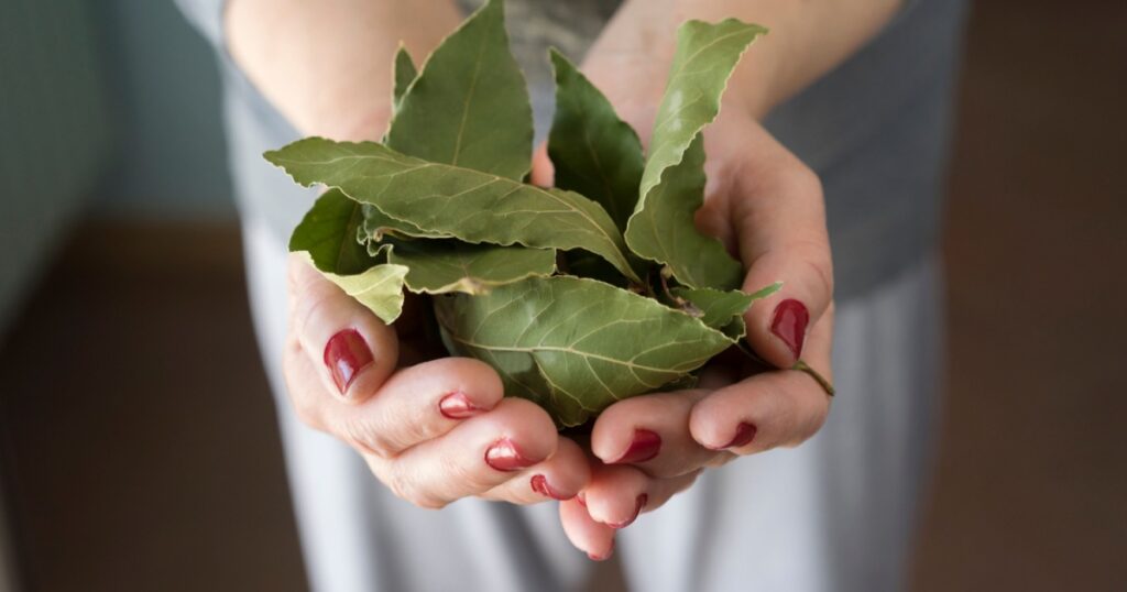 Adult Woman Holds bay leaves