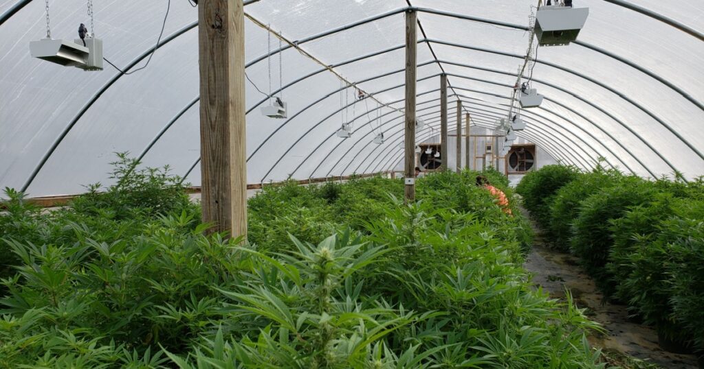 Commercial hemp farming in a greenhouse. Industrial hemp grown to produce CBD oil and other hemp derived products. 2018 Farm Bill legalizes hemp farming. Farmers in hoop house maintaining plants.