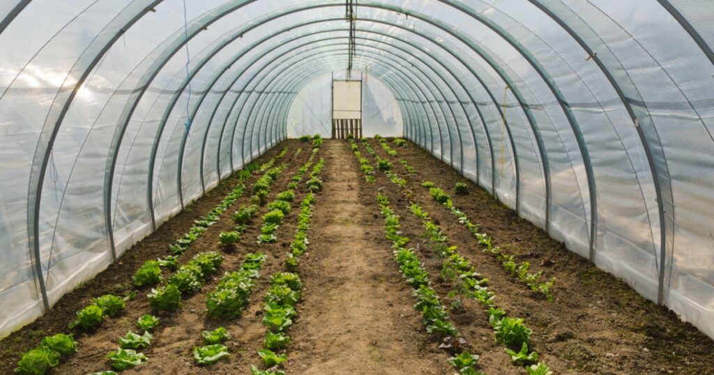 Greenhouse vegetables