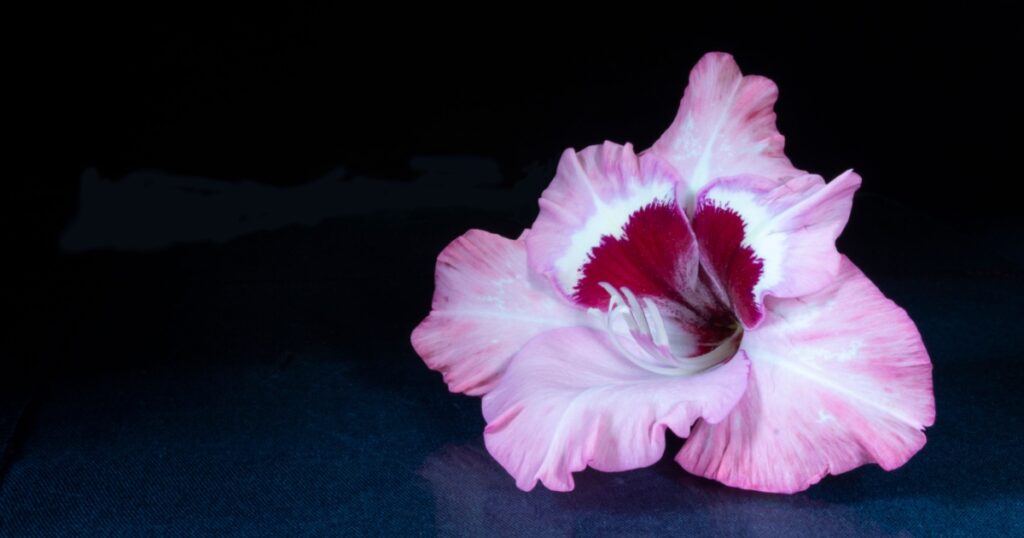 The Beautiful flower Gladiolus rests upon table with reflection. The Gentile flower on black background.