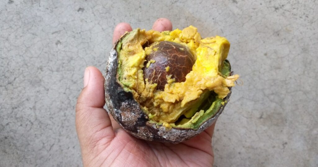 Avocado in hand is spoiled and moldy. Waste food concept