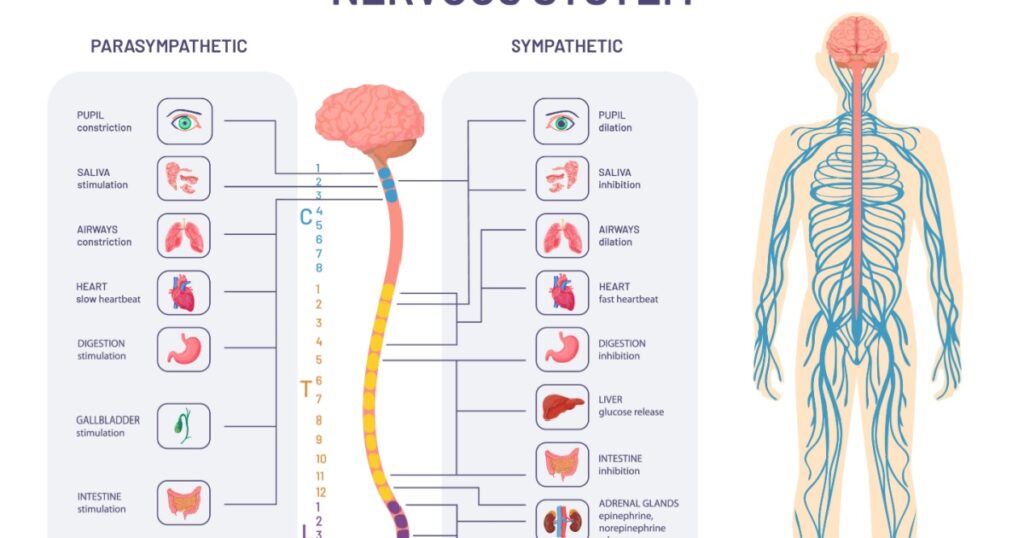Human nervous system. Sympathetic and parasympathetic nerves anatomy and functions. Spinal cord controls body internal organs diagram. Illustration anatomy biology nerve