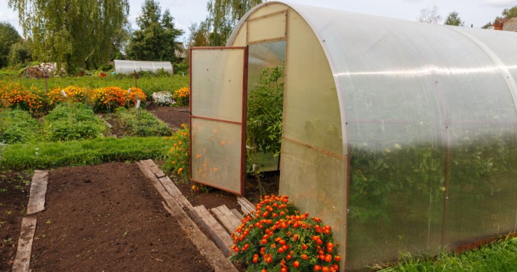 Greenhouse for tomatoes in the garden. Open door at the greenhouse.