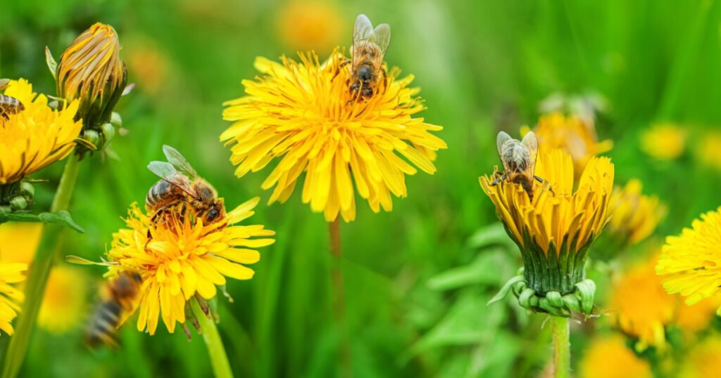 bees pollinates a yellow dandelion against a background of green grass. blooming yellow flower close-up with a bee. summer nature on the field. a bee makes honey on a flower. nectar bee. banner