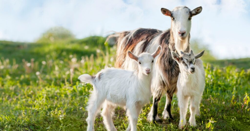 Domestic goats are a mother goat and two goats. In nature, in the meadow. Pets. Portrait. The goats look at the viewer.