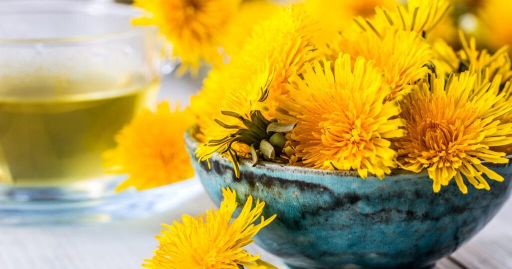 Yellow dandelion heads in bowl or table.