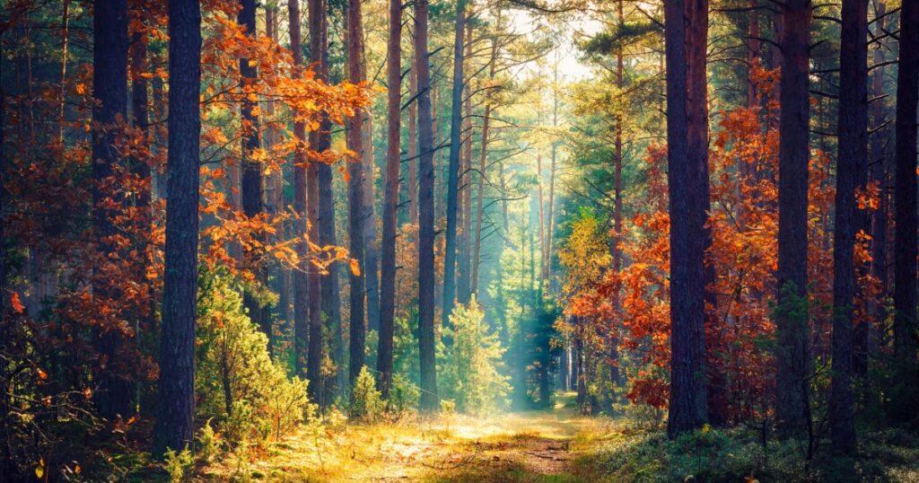 Autumn forest nature. Vivid morning in colorful forest with sun rays through branches of trees. Scenery of nature with sunlight