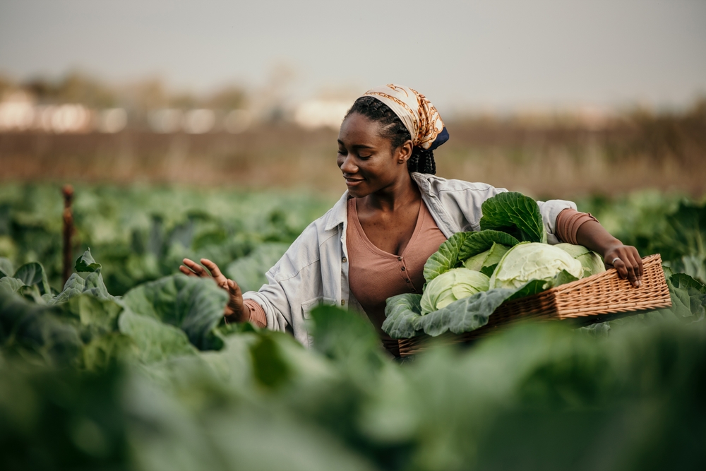 Portrait of a dedicated black woman holding a crate full of fresh cabbage in her hands on the farm outdoors