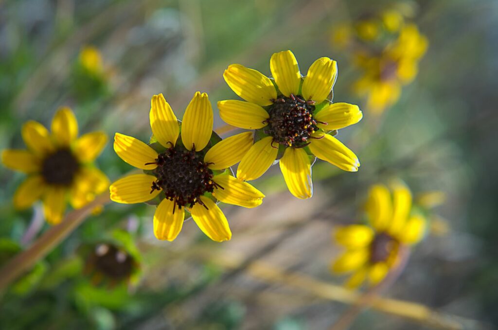 Yellow chocolate daisies with blurred flowers and green in the background. 