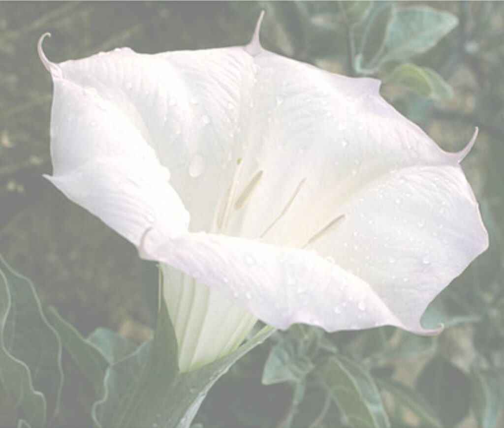 Close up of a Datura flower. 