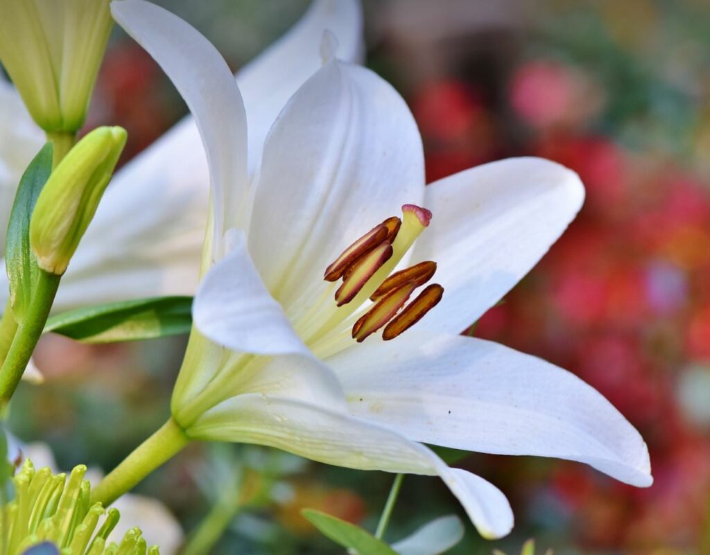 White lily with blurred colorful background. 