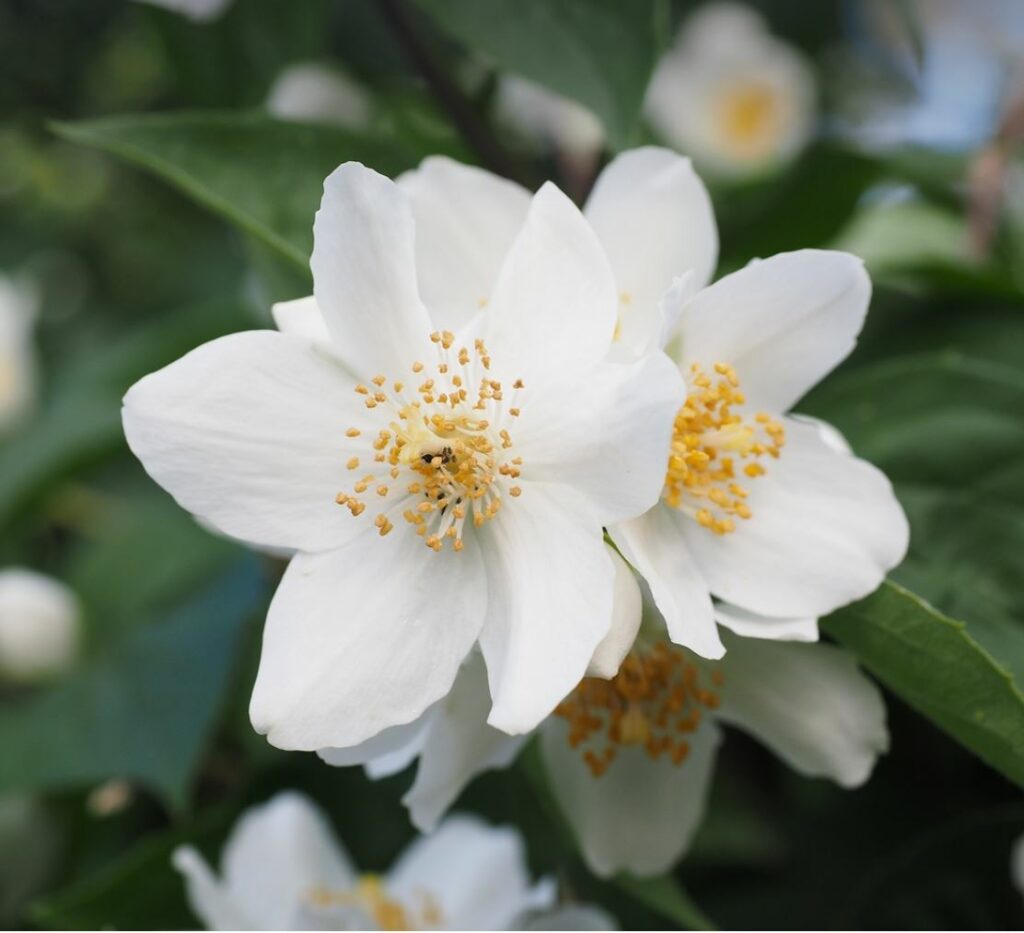 Mock orange blossoms with green leaves in the background. 