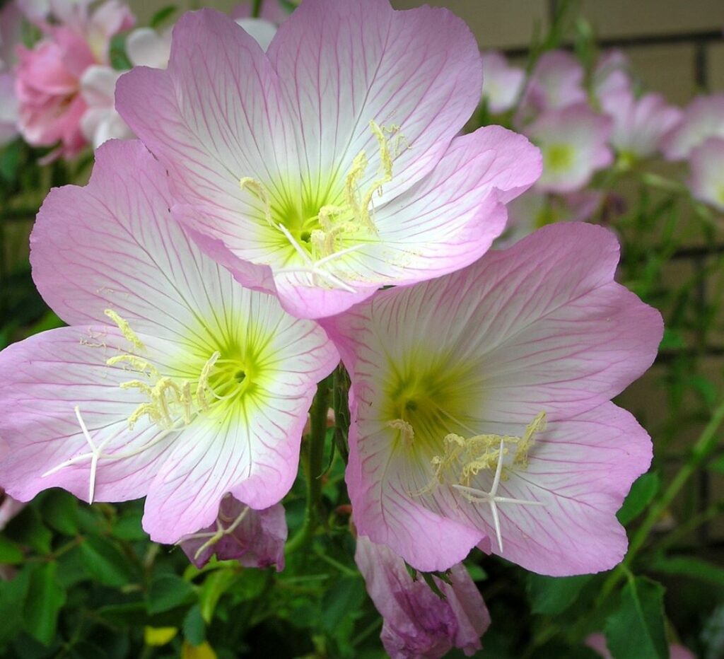 Pink Evening Primrose with green leaves in the background. 
