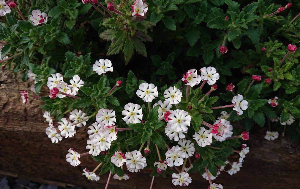 Night Phlox plant with white and pinks flowers. Green leaves in the background. 