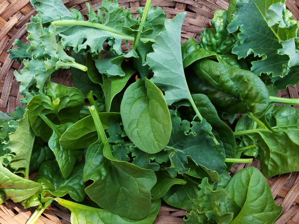 Fresh spinach and kale from the home garden.