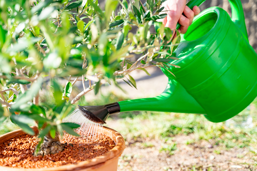 Gardener pours fresh home plant in ceramic pot from green plastic watering can with shower cap on backyard or garden outdoors, spring or summer day. Holiday and hobby concept