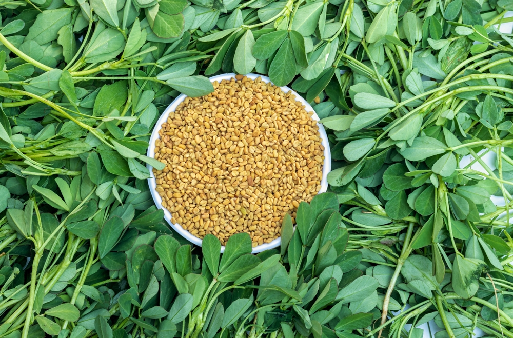 Top View of Fenugreek Seed or Methi Seeds in a White Bowl Isolated on Fenugreek Leaves Stack in Horizontal Orientation with Copy Space