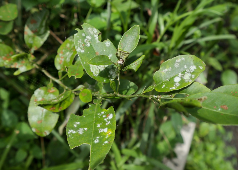 The surface of orange leaves is attacked by scab pests. Spots on leaves. Bacteria or fungi attack the leaves.
