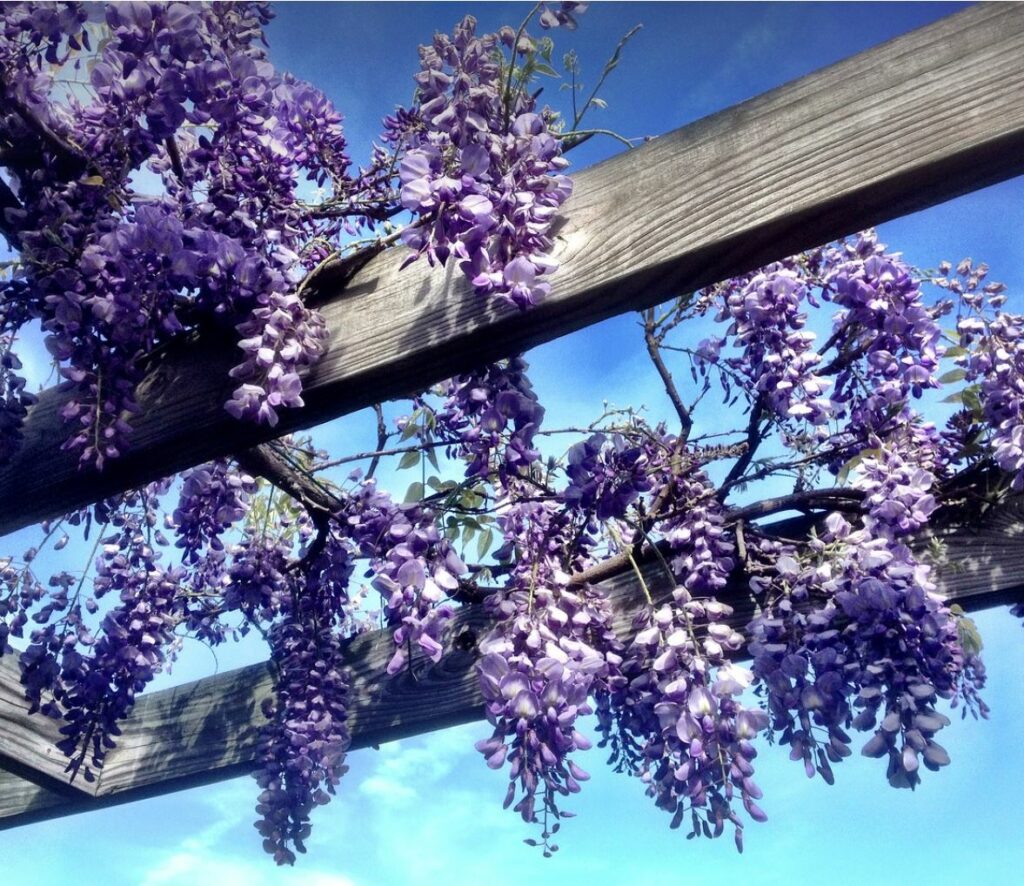 Purple wisteria flowers draped over wooden planks with blue sky in the background. 