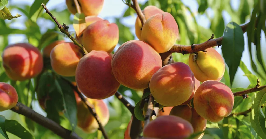 17 Iron-Rich Fruits To Pump Up Your Iron Levels - Featured image