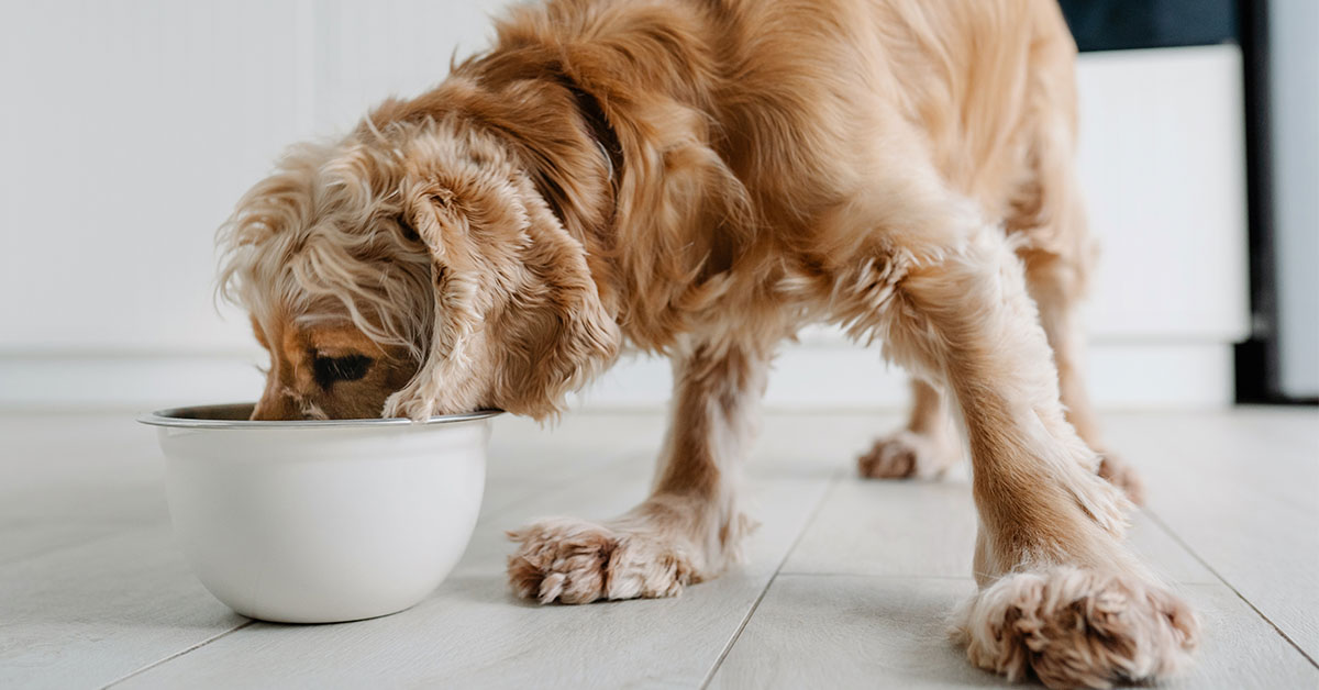 Dog eating pet food from a bowl