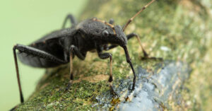 Assassin Bug close up on branch
