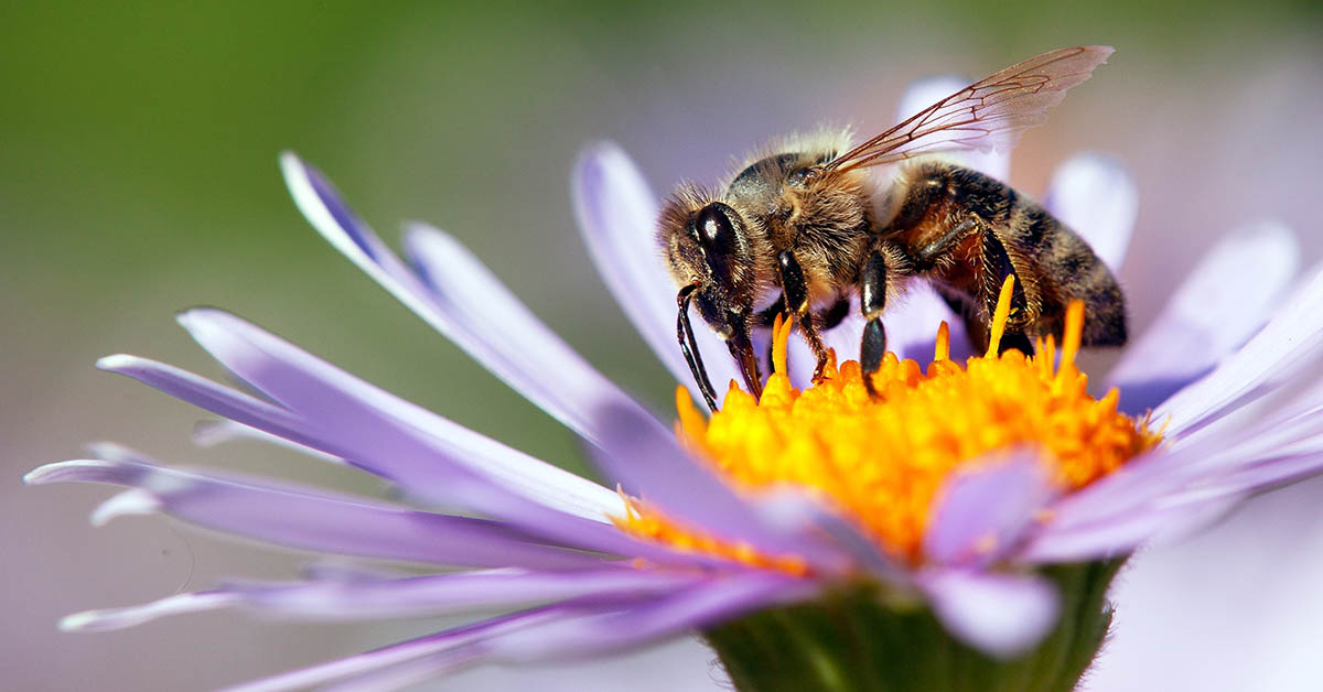 honeybee collecting pollen from flower