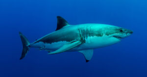 Great White Shark