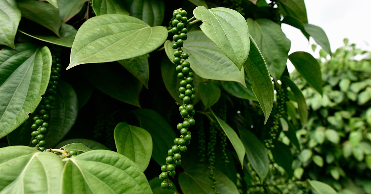 Black pepper - plant with green berries and leaves (Kumily, Kerala, India) Fresh Peppercorn Berries on a Pepper Vine Leaf, Black pepper plant in Sri Lanka, green pepper on the tree. selected focus