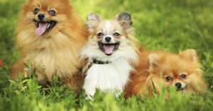 Pomeranians dog breed