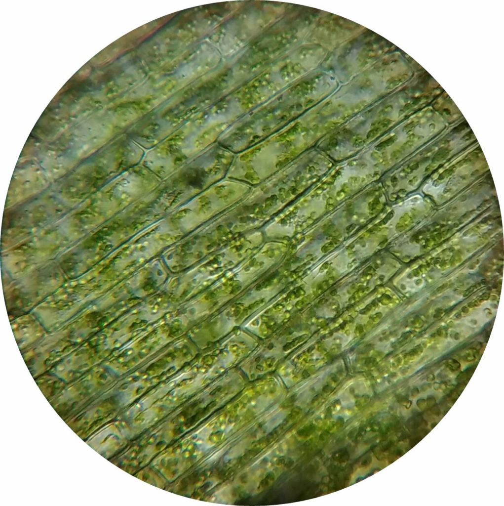 Magnified plant cells