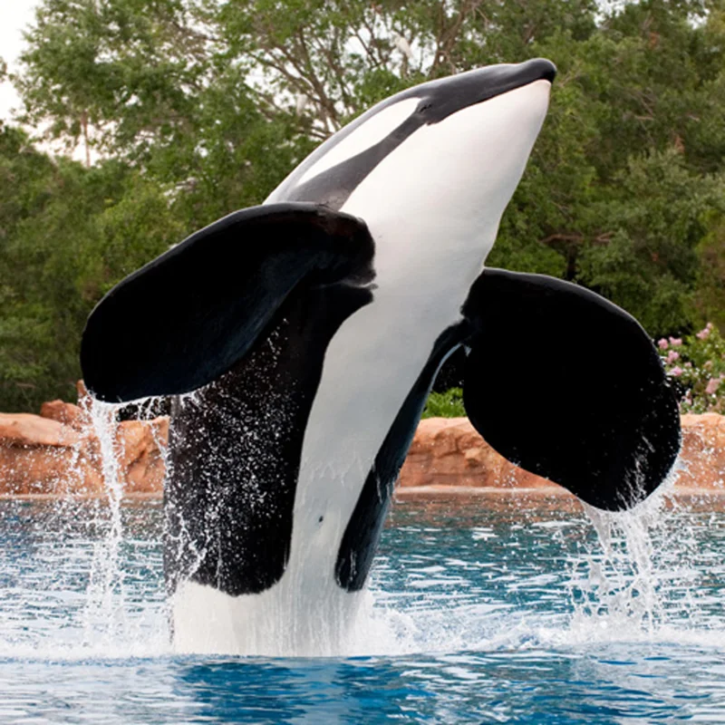 Tilikum, the orca who killed Dawn Brancheau at SeaWorld Orlando. (Courtesy SeaWorld)
