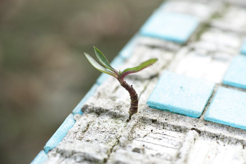 Plant growing in the sand