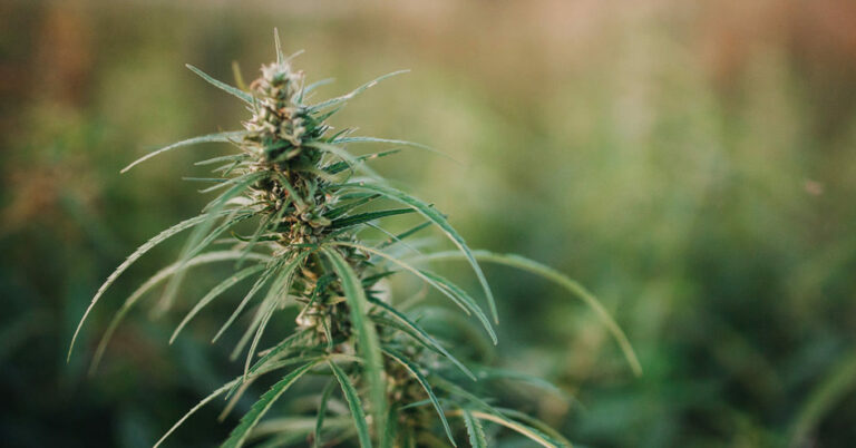 Bees Absolutely Love Cannabis and It Could Help Restore Their Populations - Featured image