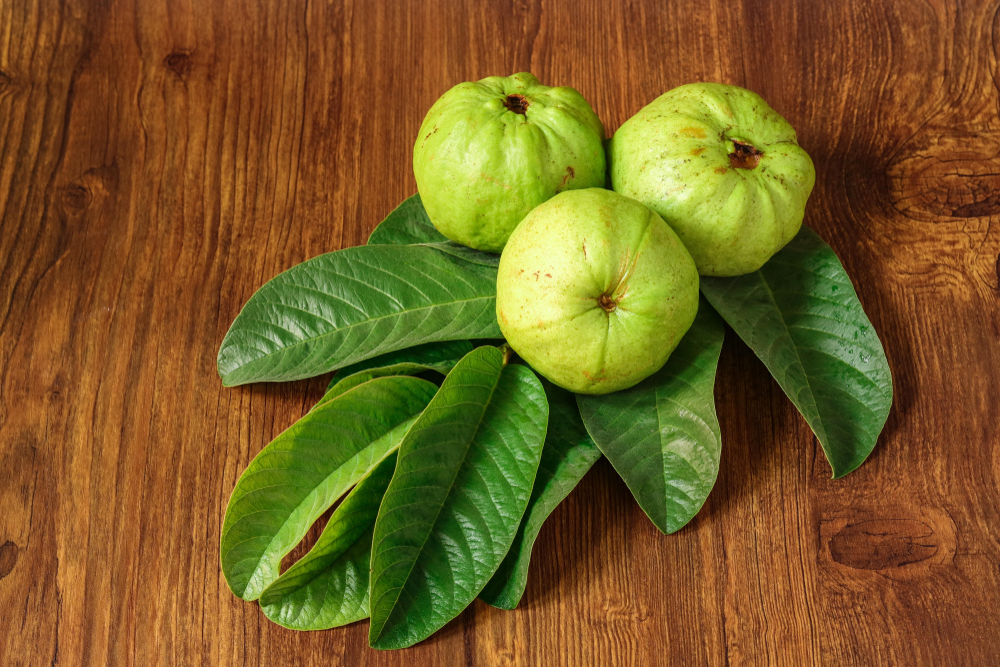 Crystal Guava (Psidium guajava) is a guava variety that is now favored by many Indonesian people