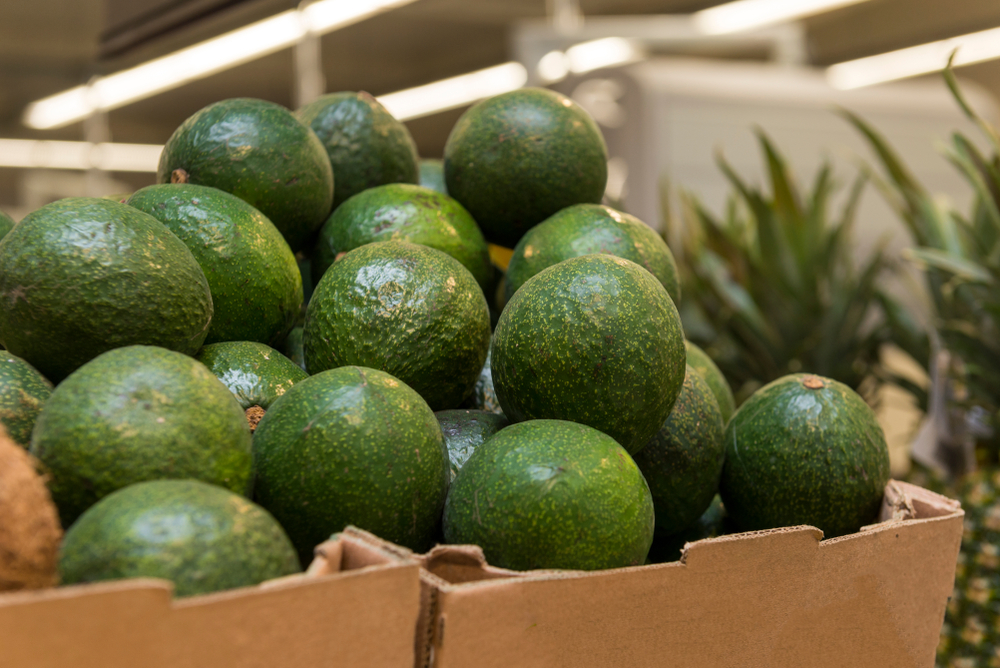 lots of green fresh avocados in a box on the counter in the store,
