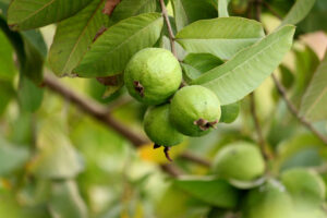 The Surprising Health Benefits of Guava Leaves and Guava Tea Guava fruit and leaves on tree branch