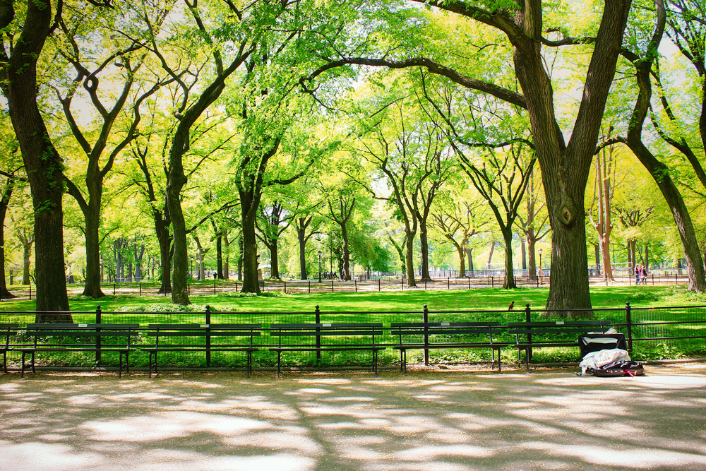 Park in Spring / Summer at Central Park, New York City, USA. Blurred background with green grass and public chairs under the trees with sunlight and shadow. For your Spring, Summer Park Background.  

