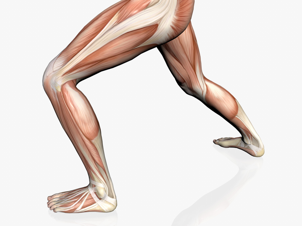 Anatomically correct medical model of the human body, muscular man close up.
