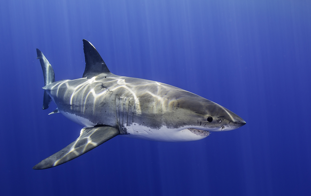 Underwater close up view of a great white shark swimming near the surface at Guadalupe Island Mexico.