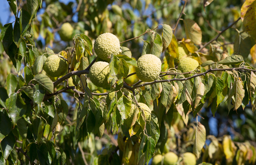 Fruits of Maclura pomifera on a branch