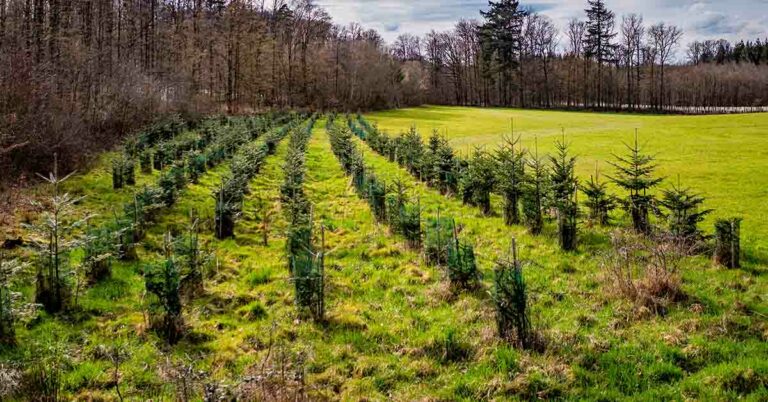 High-Tech Drones Are Giving Reforestation a Helping Hand - Featured image