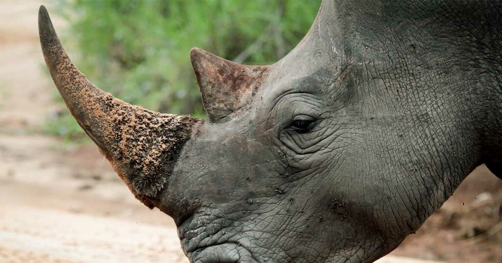 Scientists Make Live Rhino Horns Radioactive to Fight Poaching in South Africa - Featured image