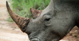 Scientists Make Live Rhino Horns Radioactive to Fight Poaching in South Africa Rhino