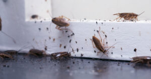 cockroaches climbing on windowsill