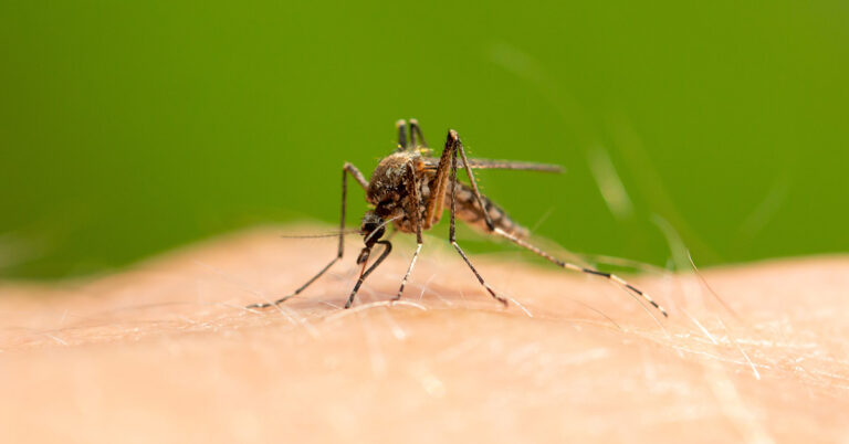 Why Mosquitos But Some People More Than Others - Featured image