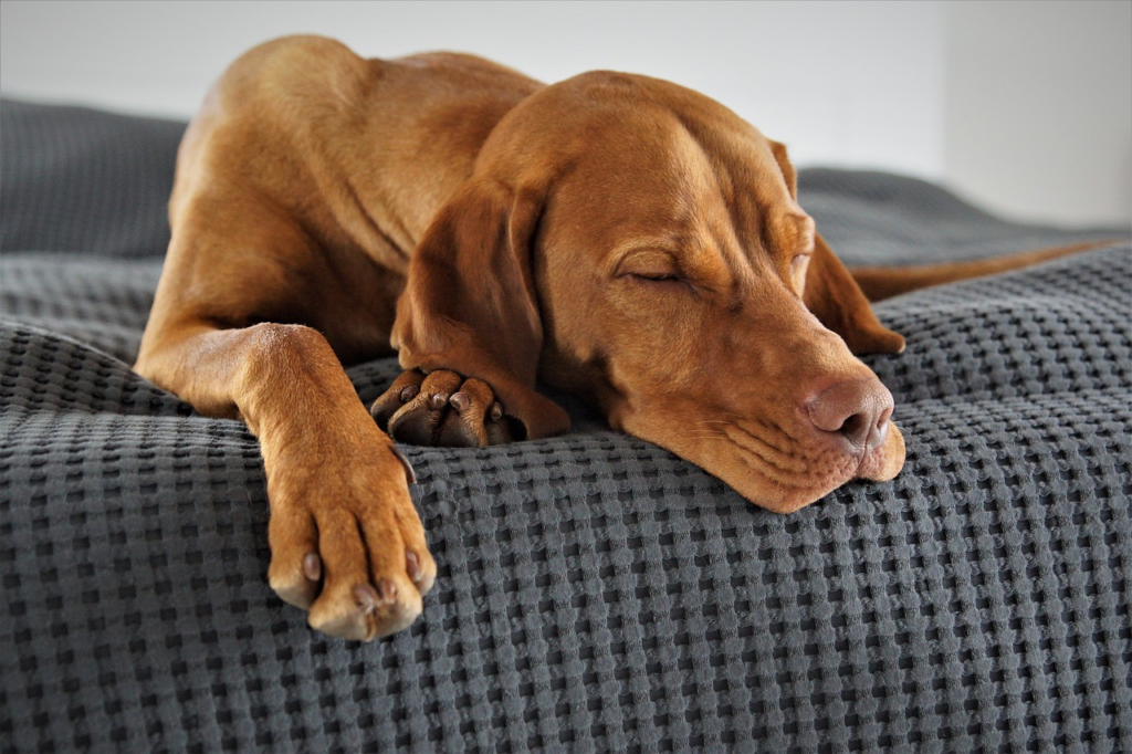 brown dog sleeping on furniture