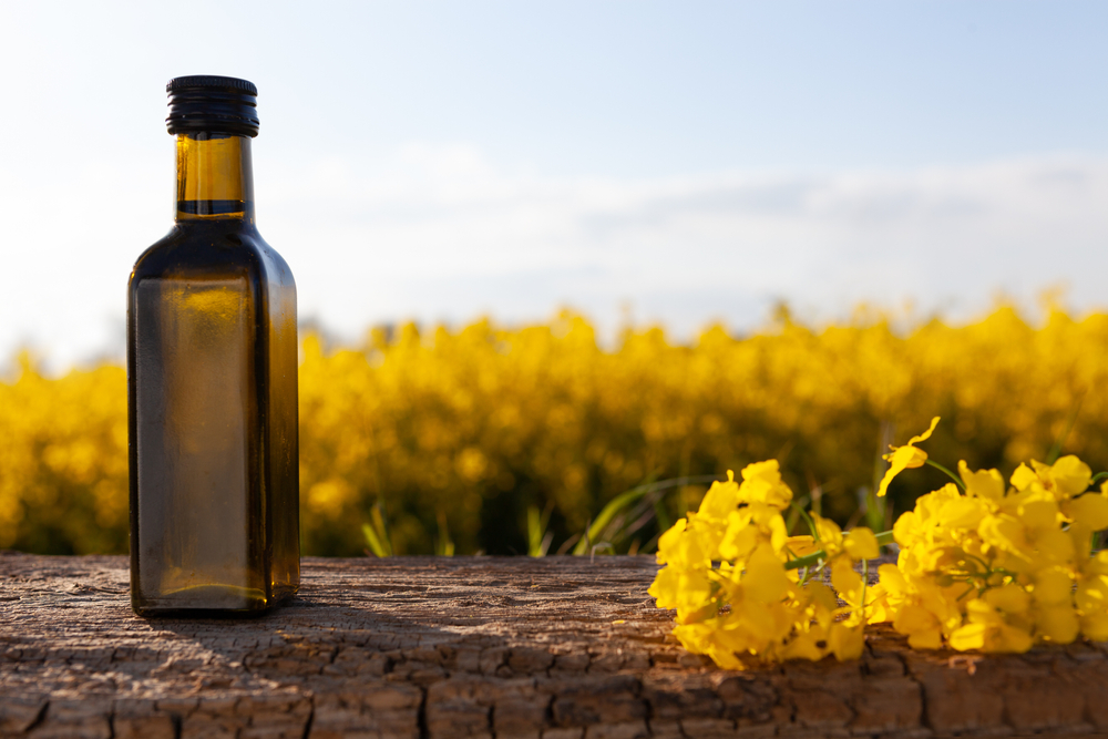Oil bottle on the background of oilseed rape. Olive on a wooden table - organic product.
