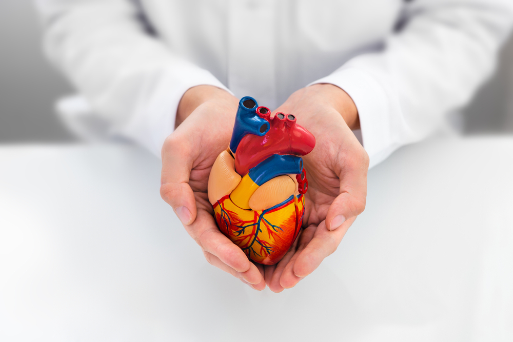 Doctor showing support for heart and cardiac health. Anatomical model of the heart in hands of cardiologist. Heart attacks and medical treatment
