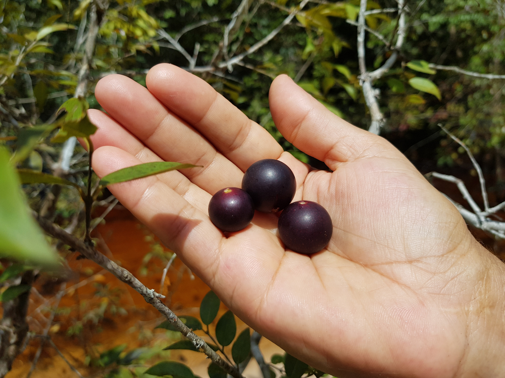 Vitamin-rich C fruit from the Amazon region, Camu - Camu (Myrciaria dubia), Myrtaceae family. Location: near Manaus, Amazon - Brazil.

